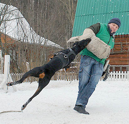 кинолог, кинолог дресировка собак